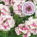 Afbeelding van Verbena P12 Bic Pink